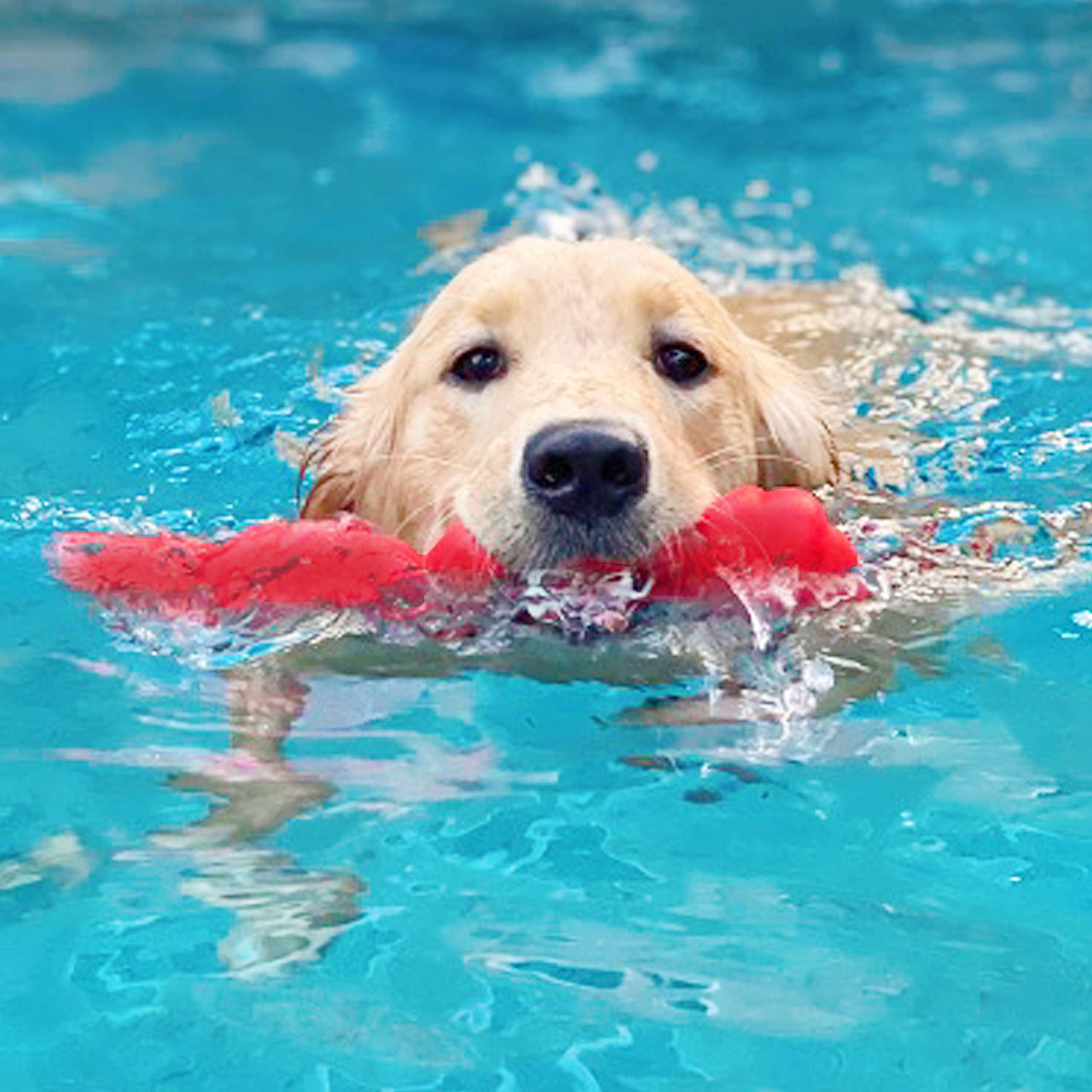 Nylabone Springa Interactive Dog Toy - Lightweight Flexible Floatable Dog Tug Toy for Creative Play & Dog Exercise